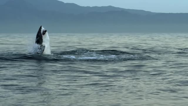 Great White Shark Jump