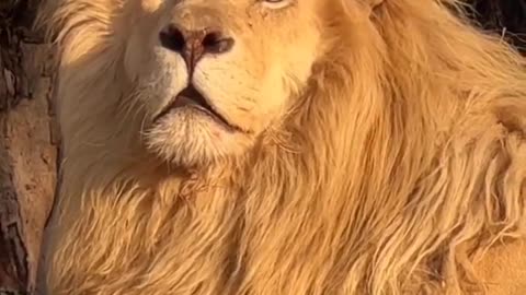 Lion Video
