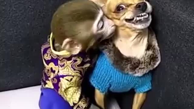 Monkey_vs_Dog_Funny_video mini_clip_30_second_|_Status_Tube(360p)