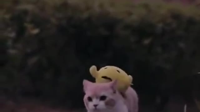 Lovely Cat, Black Cat, Funny Cat