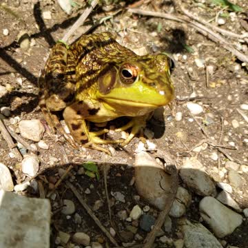 Bullfrog from normal to slow mo