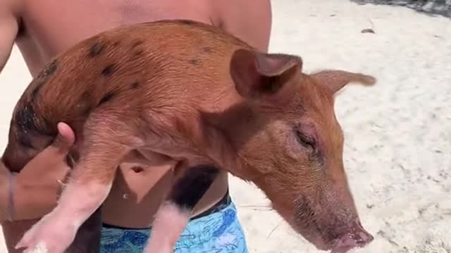 Average day in theBahamas getting breakfast