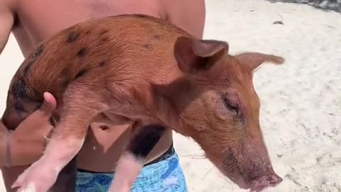 Average day in theBahamas getting breakfast