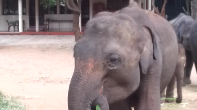 Baby elephants eating, drinking milk and trying to play at transit home