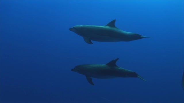 Dolphins Underwater