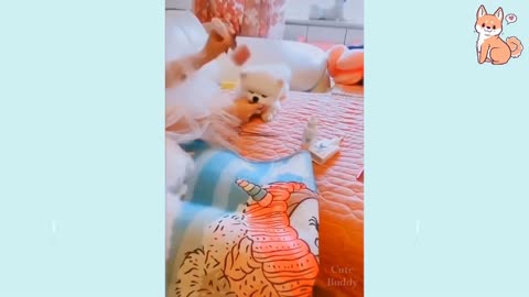 Cute Funny smart Dogs