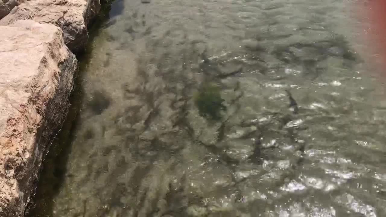 fishes in the river