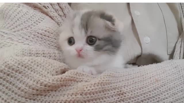 Cute Kitty 🤩