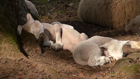 ANIMAIS DA FAZENDA (BRASIL)