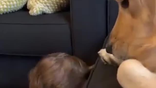 Baby Kisses The Golden Retriever