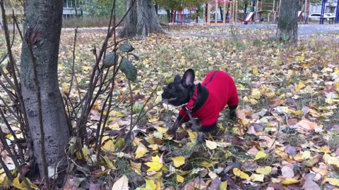 📹 French bulldog Alma and branch →