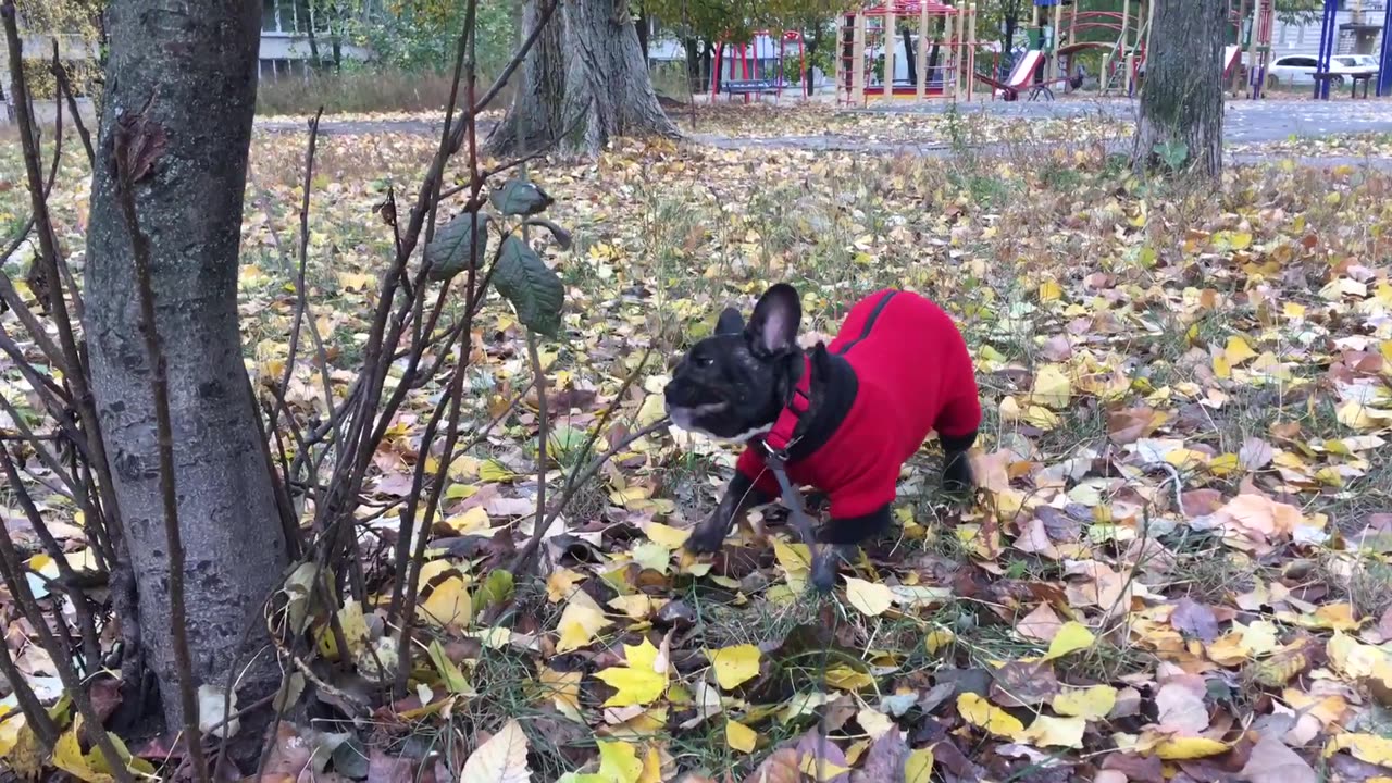 📹 French bulldog Alma and branch →
