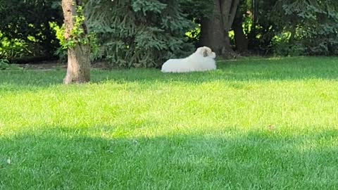 Quiet 🤫 time outside for 🐕