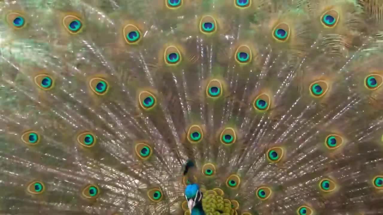 Peacock Showing its Beautiful feathers