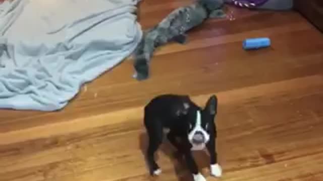 Boston Terrier is a bubble-popping machine