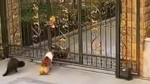 Funny pets video 😂😂😂😂😂