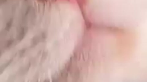 😂YOU LAUGH YOU LOSE! 😹Funny Moments Of Cats Videos Compilation - Funny Cat Life