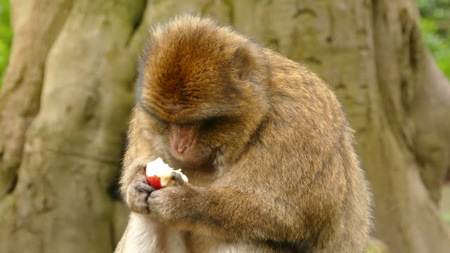 Beautiful monkey eating apple...