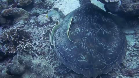 Unseen sea creatures