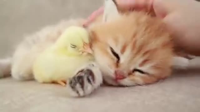 cat with baby chicks