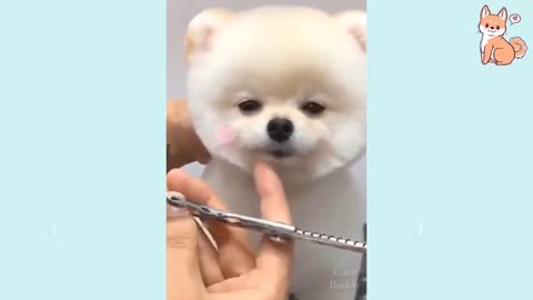 World's Cutest Puppy Compilation