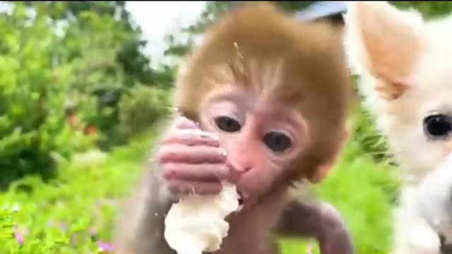 Baby Monkey drive's Bon Bon To The pool And Open Surprise Eggs