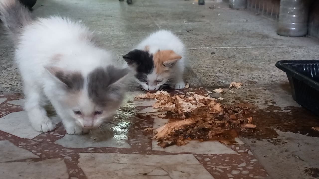 adorable kittens