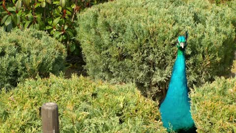 Blue peacock in a garden - With great music
