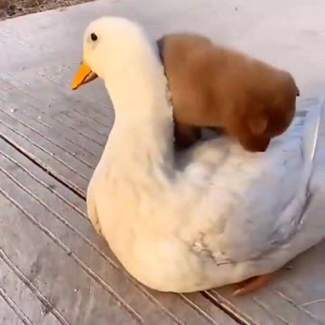 Puppy cuddles a Duck