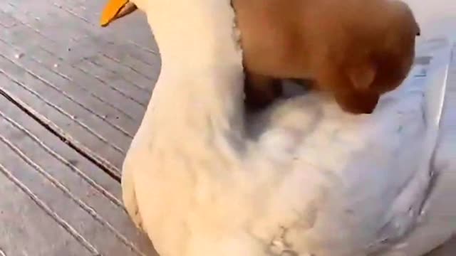 Puppy cuddles a Duck