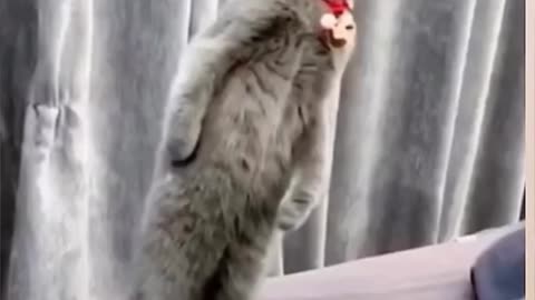 Surprised cat