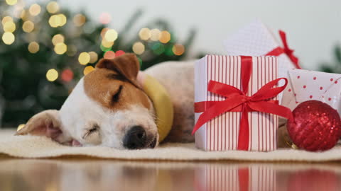 Dog Asleep Around Christmas Decorations