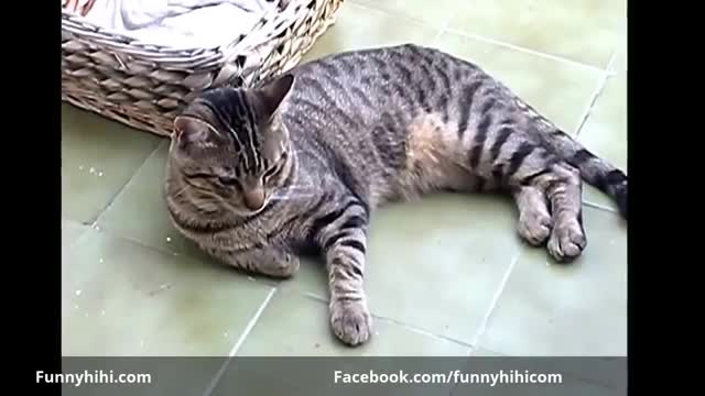 funny cat names, animal funny videos and videos for cats