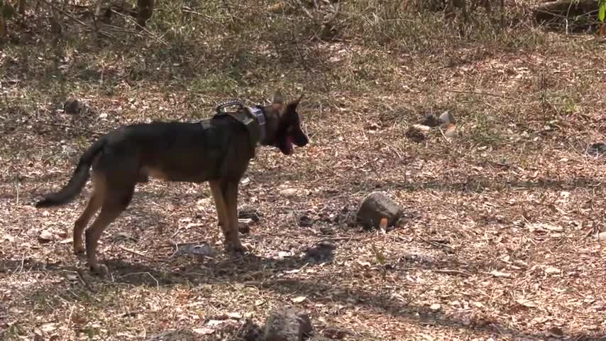 Salaknib 2019 K9 Training B-Roll TARLAC, LUZON, PHILIPPINES || Dogs Training