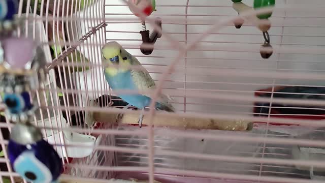 Beautiful Birds look natural colour -Birds Videos...