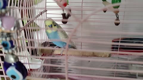 Beautiful Birds look natural colour -Birds Videos...