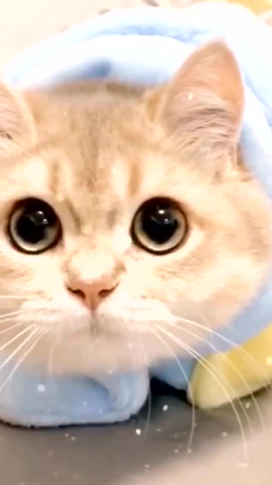 Cute cat 👀👀👀