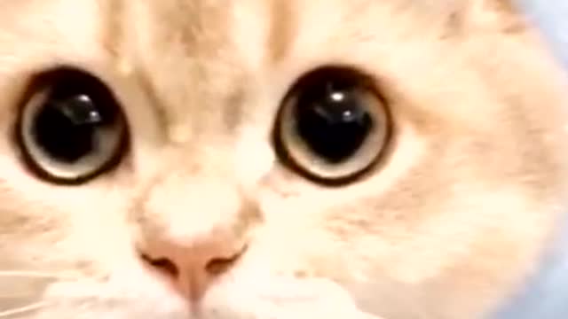 Cute cat 👀👀👀
