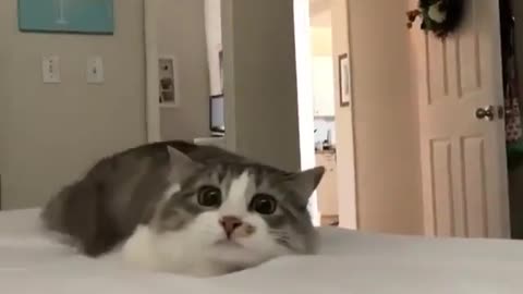 Trepidation cat