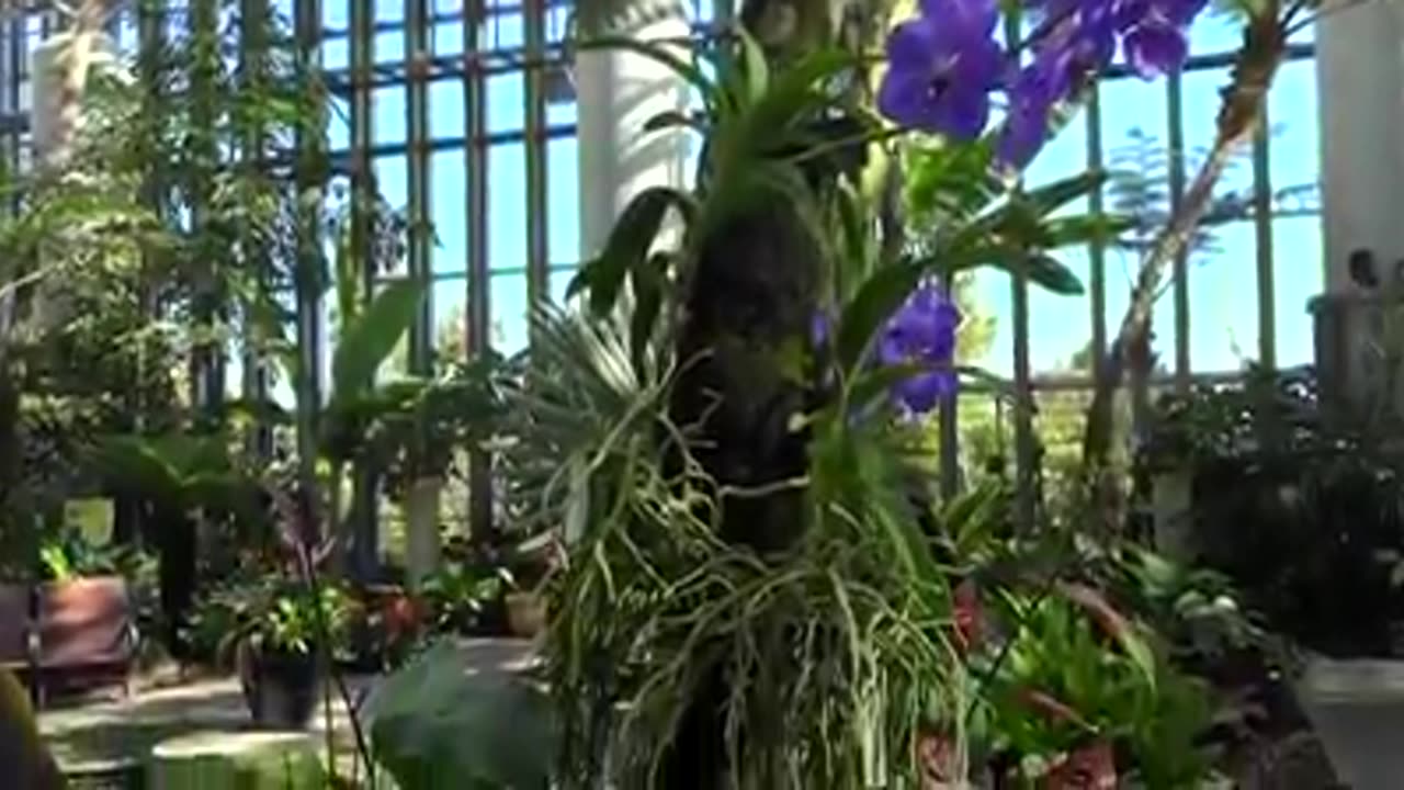 美しい植物の生態