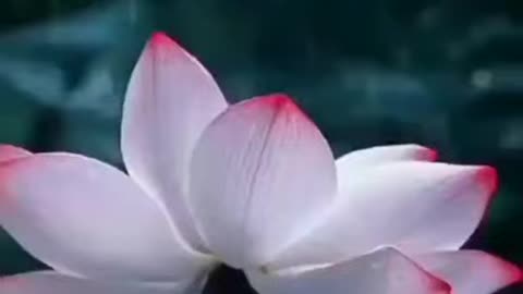 Natural Amazing Short video