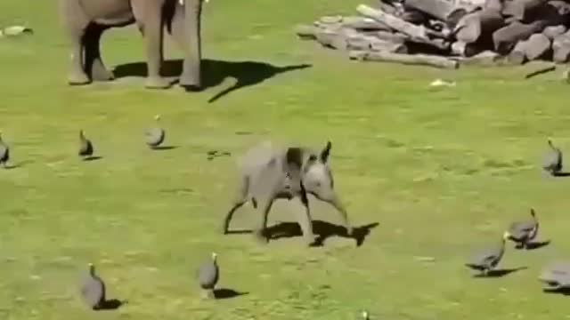 Elephant cubs consume playing like children