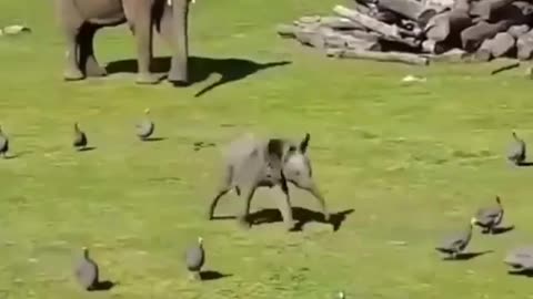 Elephant cubs consume playing like children