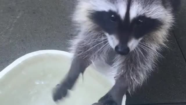 the raccoon loves to wash, but there are no dirty things))))