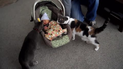 Cute cats and babies meeting for the first time