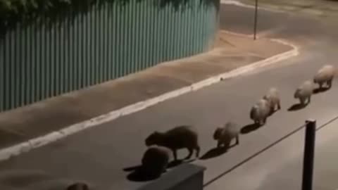 Night time procession of the Capybaras