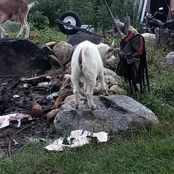 Goats at play