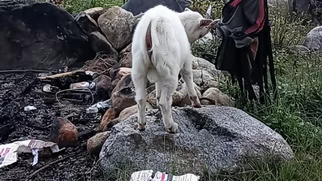 Goats at play