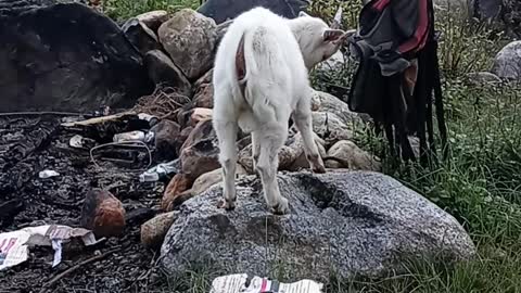 Goats at play