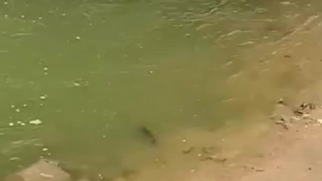 The fish in the river are playing by the river